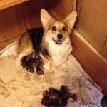 Olive and her babies