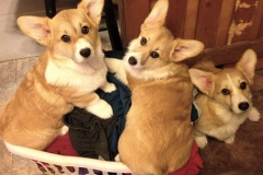 BabiesDoingLaundry