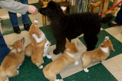 Visiting