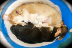 YinYangCorgi